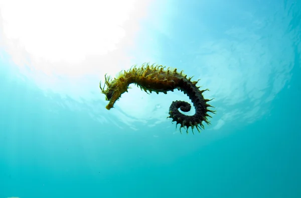 Here it is where you hide the seahorse Royalty Free Stock Images