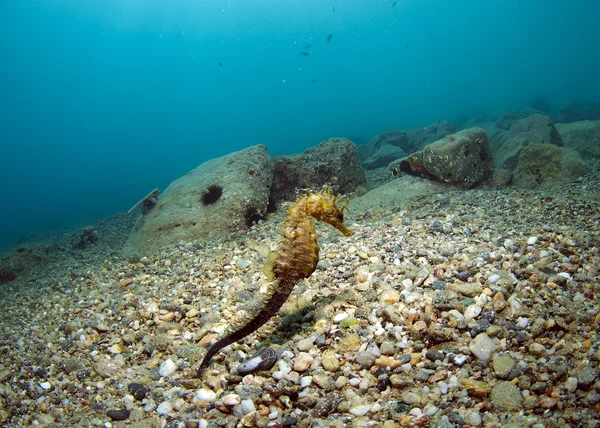 Här är det där du dölja seahorse — Stockfoto