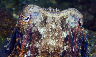 küçük balık yakalamak için kalamar gizleme