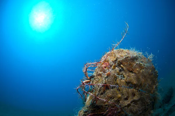 Pinna nobilis no mar — Fotografia de Stock