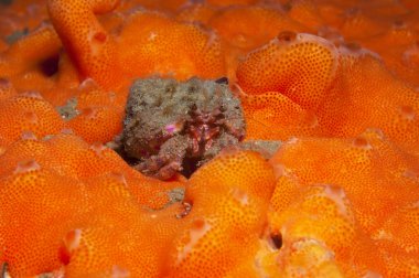 bir küçük Yalnızcıl Yengeç anemon