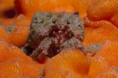 bir küçük Yalnızcıl Yengeç anemon