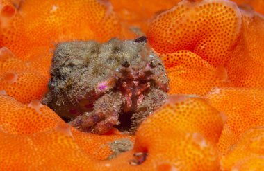 bir küçük Yalnızcıl Yengeç anemon