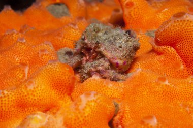 bir küçük Yalnızcıl Yengeç anemon