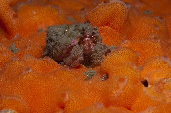 Un petit ermite anémones de crabe — Photo
