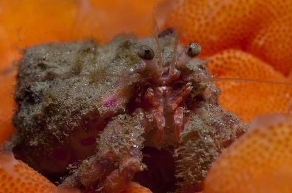 One small hermit crab anemones — Stock Photo, Image