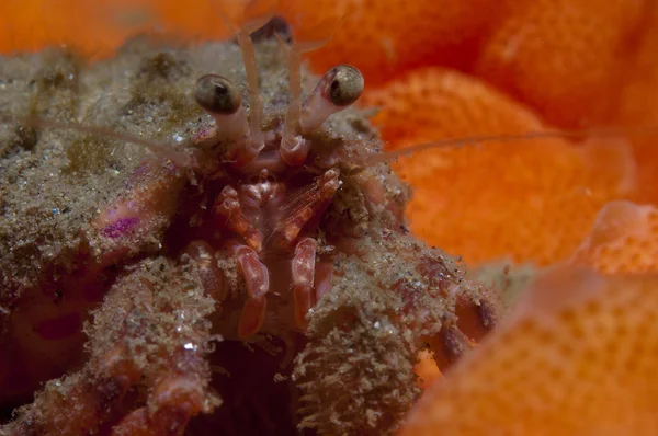 bir küçük Yalnızcıl Yengeç anemon