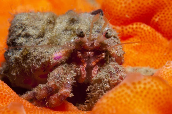 bir küçük Yalnızcıl Yengeç anemon