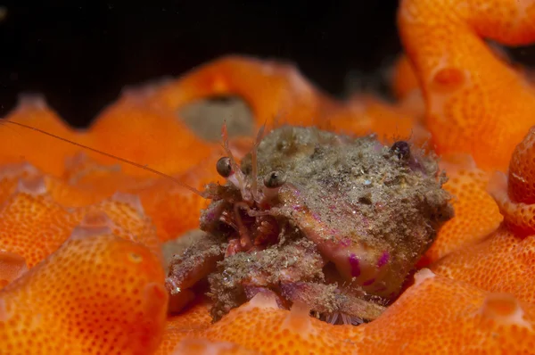 bir küçük Yalnızcıl Yengeç anemon