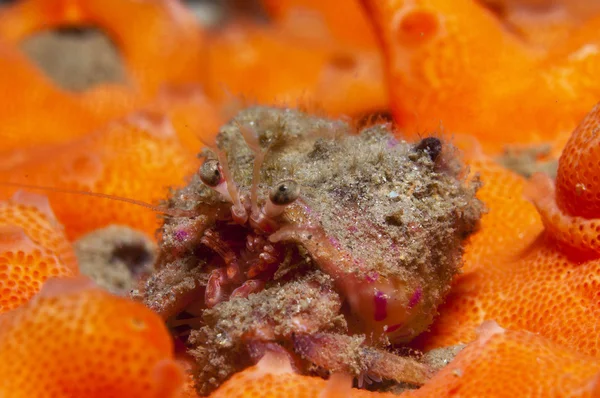 一个小寄居蟹海葵 — 图库照片