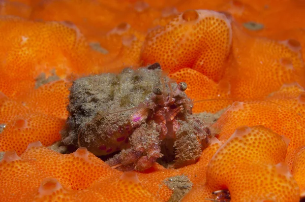 bir küçük Yalnızcıl Yengeç anemon