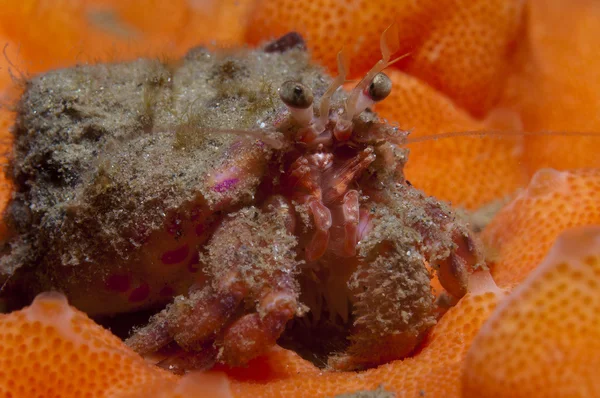 bir küçük Yalnızcıl Yengeç anemon