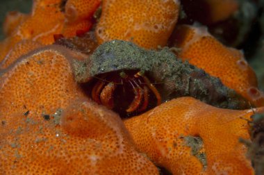 bir küçük Yalnızcıl Yengeç anemon