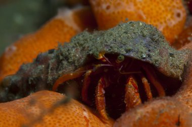 bir küçük Yalnızcıl Yengeç anemon