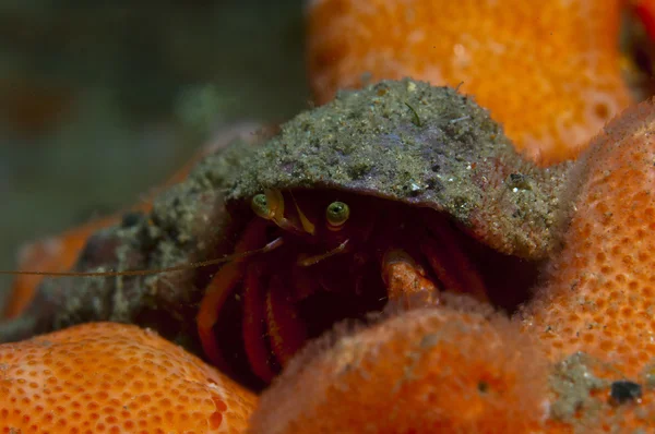 One small hermit crab anemones — Stock Photo, Image