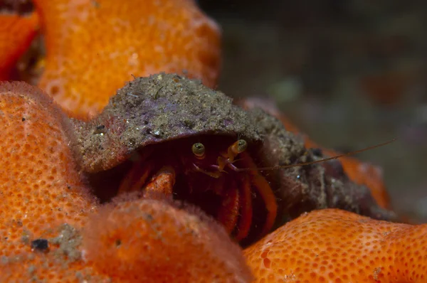 One small hermit crab anemones — Stock Photo, Image