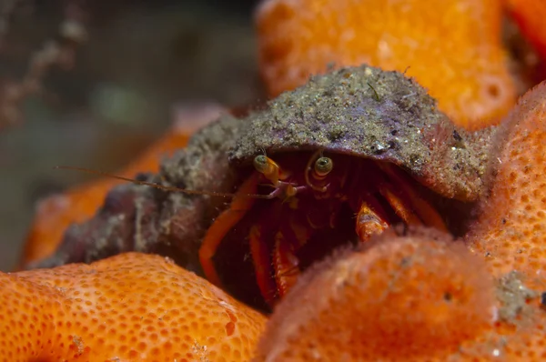 Jedna malá poustevnický krab sasanky — Stock fotografie