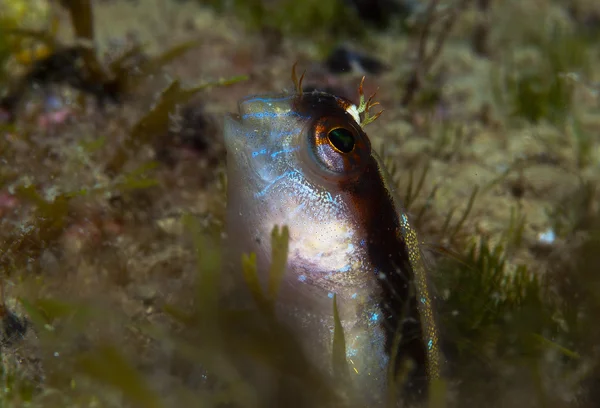 A small fish comes out on the rock — Stock Photo, Image