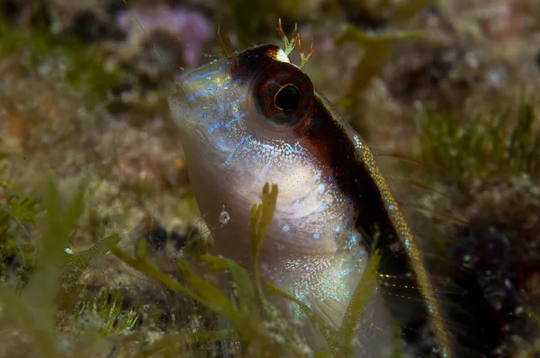 A small fish comes out on the rock — Stock Photo, Image