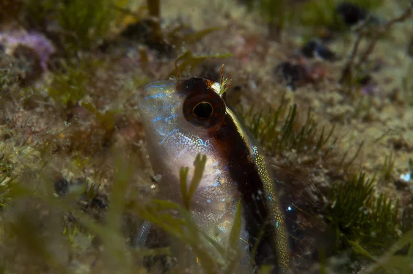 En liten fisk kommer ut på berget — Stockfoto