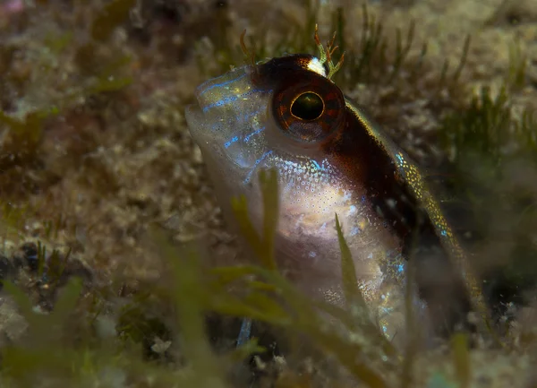 A small fish comes out on the rock — Stock Photo, Image