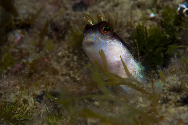 A small fish comes out on the rock — Stock Photo, Image