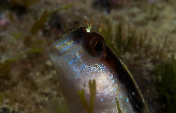 Um pequeno peixe sai na rocha — Fotografia de Stock