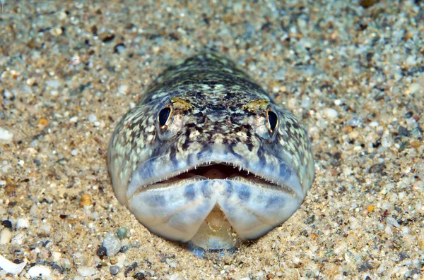 Pez lagarto — Foto de Stock