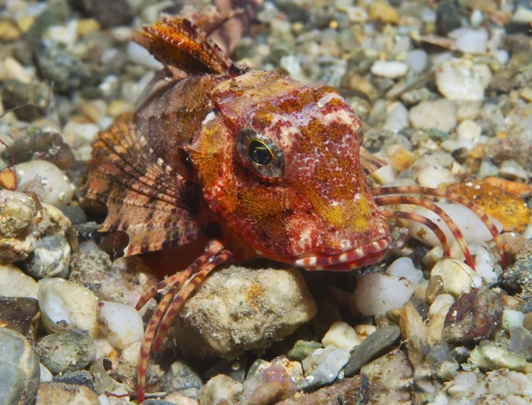 Gurnard — Stock Photo, Image