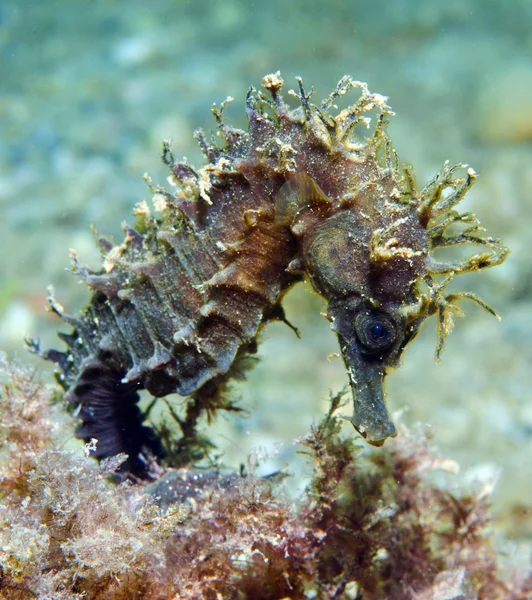 Seahorse — Stock Photo, Image