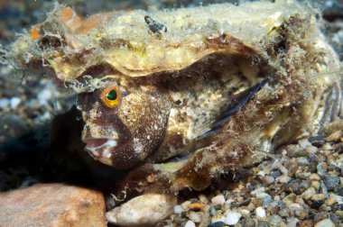 blenny