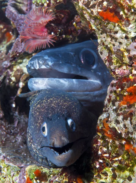 Moray y conger — Foto de Stock