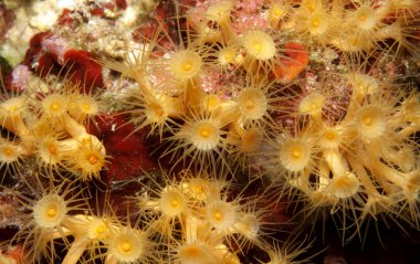 Parazoanthus axinellae