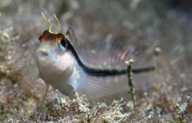 blenny beyaz