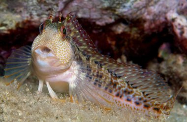 blenny is surprised clipart