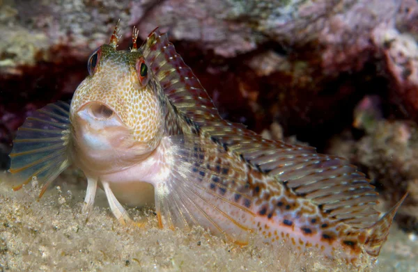 Blenny is surprised — Stock Photo, Image