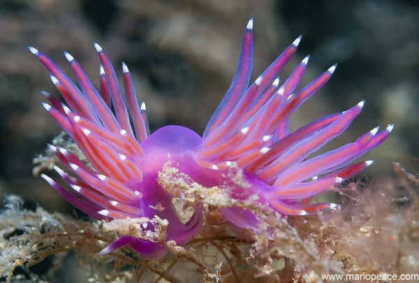 Μωβ nudibranch — Φωτογραφία Αρχείου