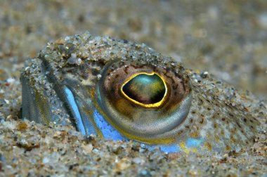 Balık kertenkele kum