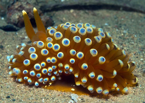 Nudibranch marrom 13 — Fotografia de Stock