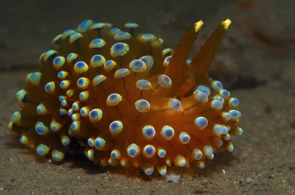 Janolus cristatus marrom — Fotografia de Stock