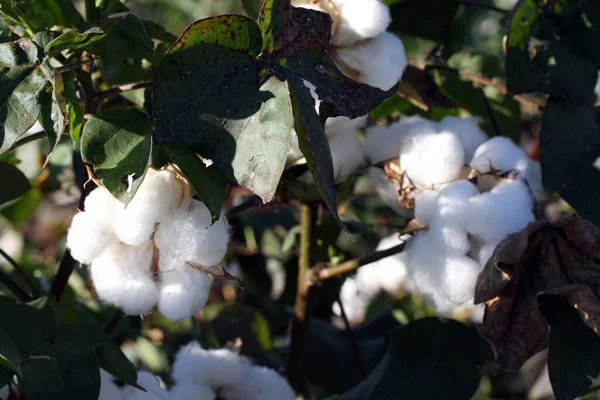 Een Close Van Een Katoen Bloeiende Van Een Katoenplant Alabama Rechtenvrije Stockfoto's