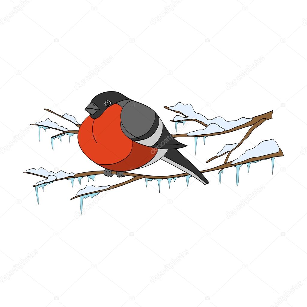 Bullfinch on winter branch. Vector illustration