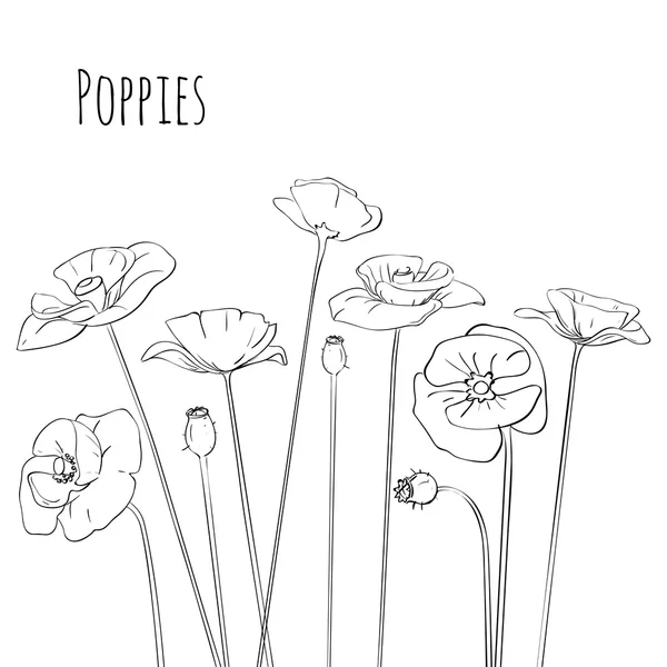 Line-art Poppies Isolated On White. Vector illustration — Stock Vector