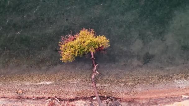 大海中的树是一只美丽而不寻常的脚 从无人驾驶飞机上看到大海后面的松树美丽的景色 — 图库视频影像