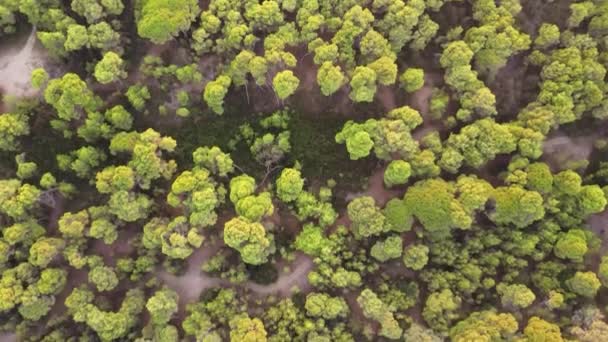 Mooie Luchtfoto Afrikaanse Bomen — Stockvideo