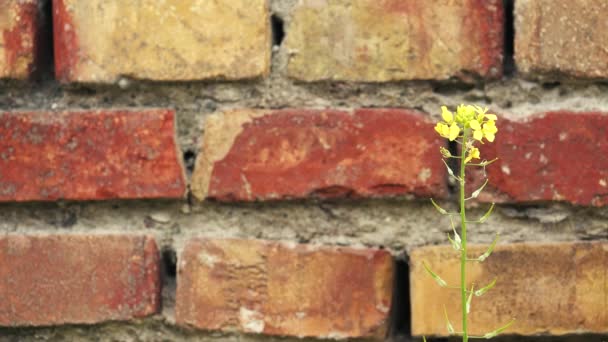 Uma Pequena Flor Uma Parede Tijolo Movendo Lentamente Pelo Vento — Vídeo de Stock
