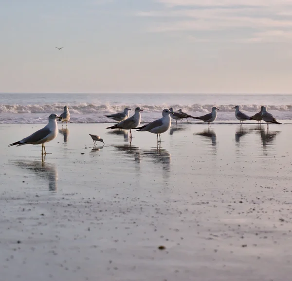 Martı Flock Okyanus tarafında
