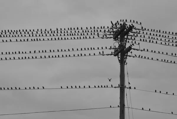 Kuşlar sürüsü telefon direği ve teller