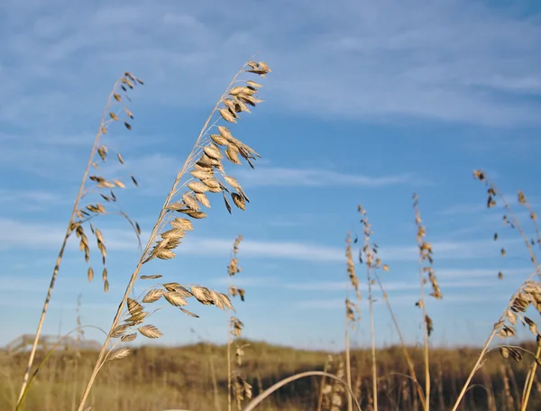 Mavi gökyüzü karşı Beach çimen