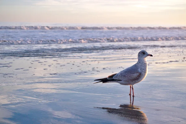 Sea Gull Beach Shoreline üzerinde